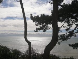 calm sea horizon viewed through trees reflecting a quiet moment of gratitude