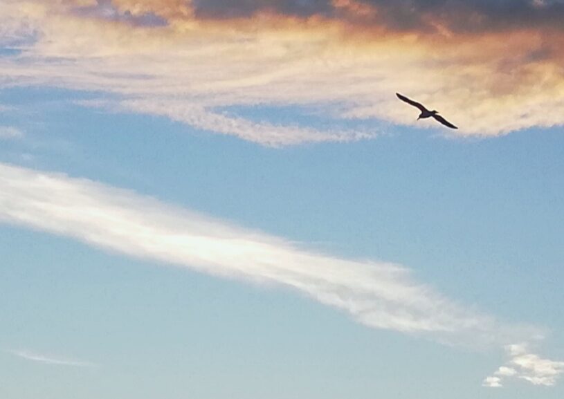 bird flying across a soft blue sky, symbolising space, clarity, and a gentle shift in perspective through gratitude