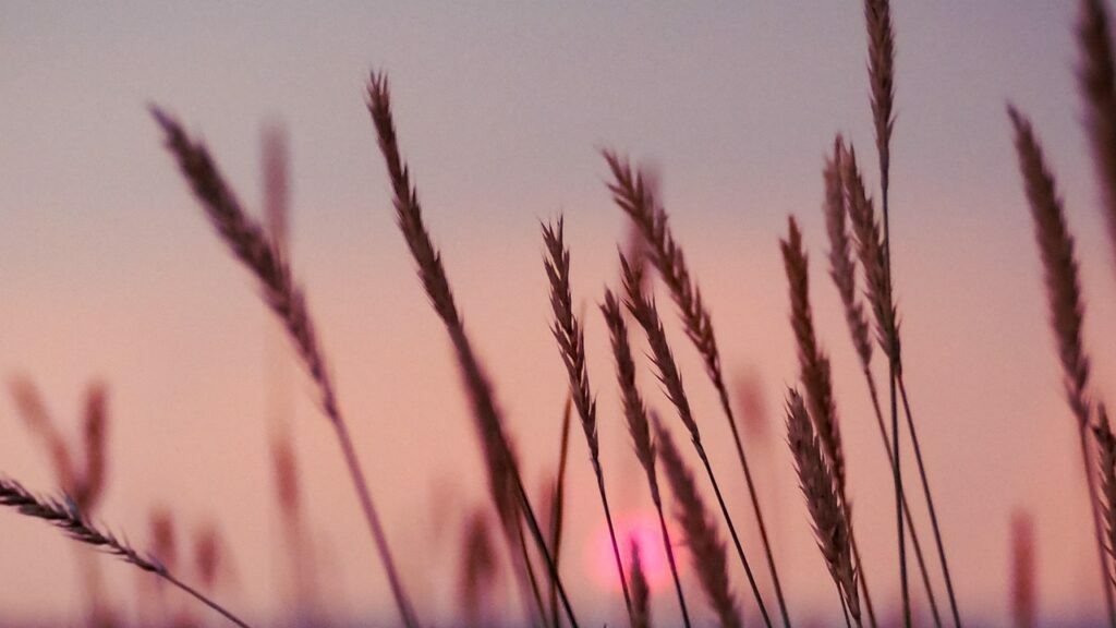 Calming effects of nature