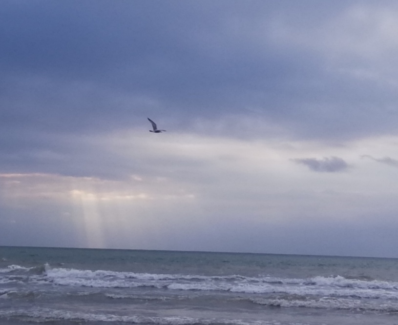 Grey - blue sea and sky with white horses on the waves and a bird flying above the water on a blustery coastal day